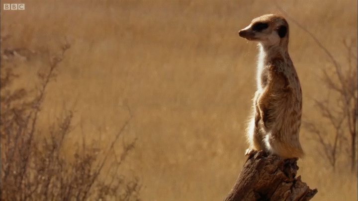 Meerkats